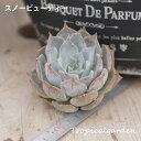 6【選べる3苗】スノービューティー エケベリア 多肉植物 観葉植物