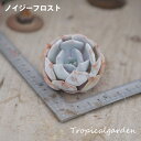16【選べる3苗】ノイジーフロスト エケベリア 多肉植物 観葉植物