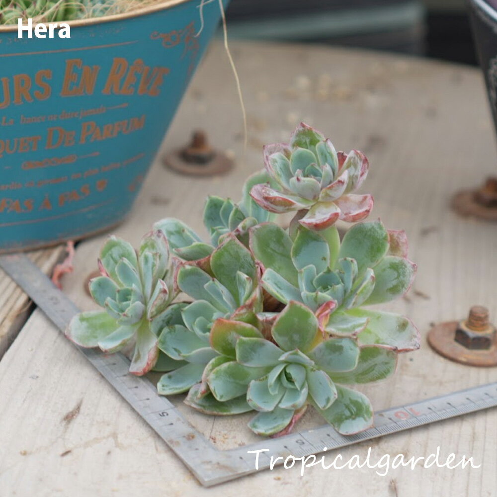 19【選べる3苗】Hera　エケベリア　多肉植物　観葉植物