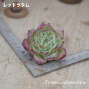 18【選べる3苗】レッドラタム エケベリア 多肉植物 観葉植物