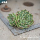 14【選べる3苗】水蜜桃 エケベリア 多肉植物 観葉植物