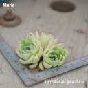 15【選べる3苗】Maria エケベリア 多肉植物 観葉植物