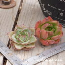 36【選べる3苗】Hongxia+フランクレイネルト エケベリア 多肉植物 観葉植物