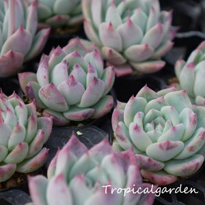 3+1 ぱんちゃん札 コロラータ×ラウイ トロピカルガーデンオリジナル交配苗 エケベリア 多肉植物 韓国産 観葉植物