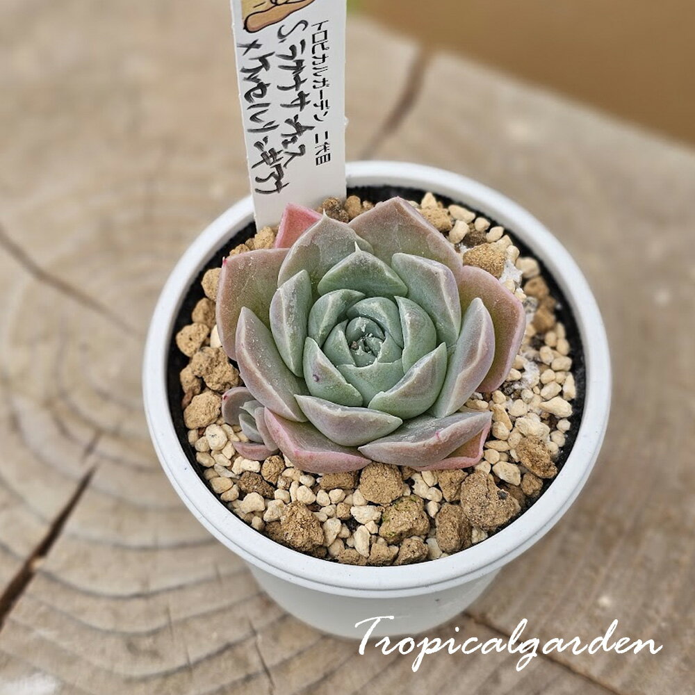 1970　3+1　コッペ札　二代目オリジナル交配苗　S.ラグナサンチェス×ケッセルリンギアナ　エケベリア　..