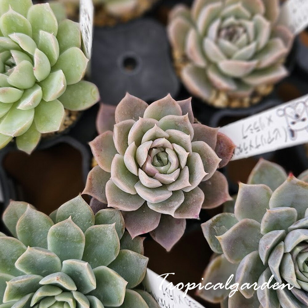 ȥԥ륬ǥ̤㤨3+1Ѥ󻥡ʥҥʡߥ饺٥꡼ˡߥ饷ʡȥԥ륬ǥ󥪥ꥸʥġ٥ꥢ¿ʪڹ񻺡տʪפβǤʤ1,500ߤˤʤޤ