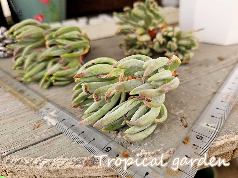 ダドレア　edulis　エデュリス　多肉植物　韓国産　観葉植物のサムネイル
