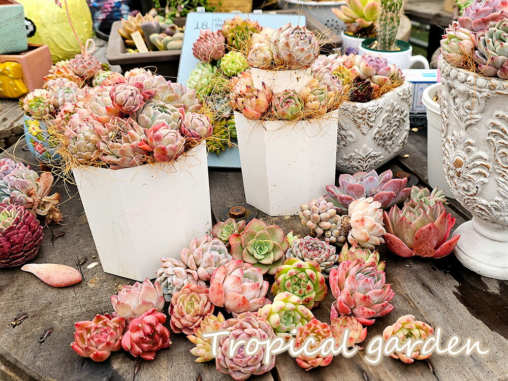 多肉植物寄せ植えキット　エケベリア10個＋ミニ苗1セット＋4Y鉢＋2Y鉢+用土1L　寄せ植えセット　多肉植物　エケベリア　ギフト　インテリア　グリーンのサムネイル