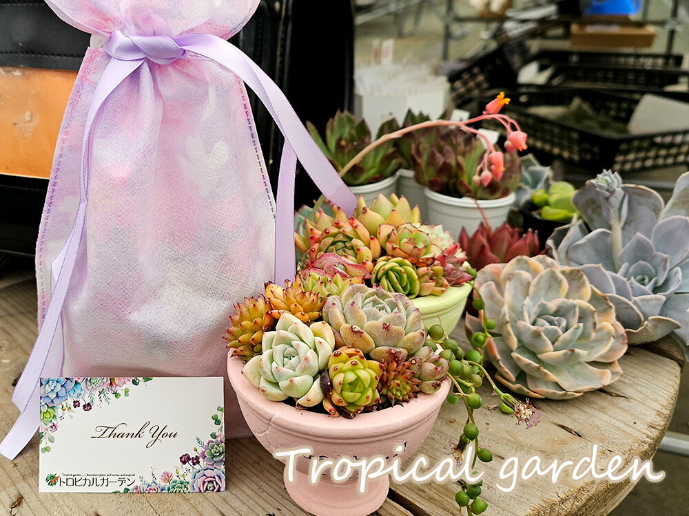 母の日ギフト　モルタル製カップ鉢寄せ植え　インテリア　グリーン　ギフト　エケベリア　多肉植物　メセン　観葉植物のサムネイル