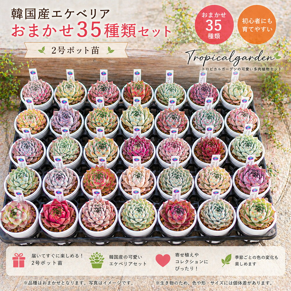 【5/31までエントリーで最大100 Pバック】ポット苗35種類セット 多肉植物 おまかせ多肉アソート 送料無料 おしゃれ 多肉 観葉植物 インテリア 誕生日プレゼント 誕生日 プレゼント ギフト お祝い