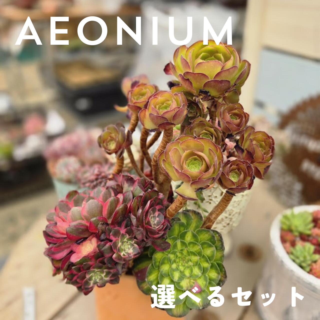 B＋札　選べるアエオニウムセット　多肉植物 おしゃれ 多肉 観葉植物 インテリア 誕生日プレゼント 誕生日 プレゼント ギフト お祝い...