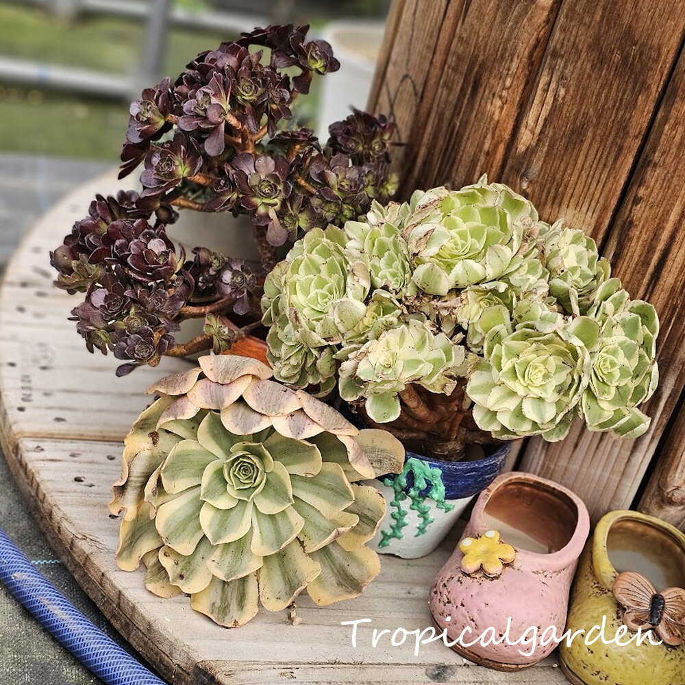 B+札 季節のおまかせ多肉植物セット 10月号 アエオニウム3種類セット ギフト 観葉植物 インテリア グリーン 多肉植物