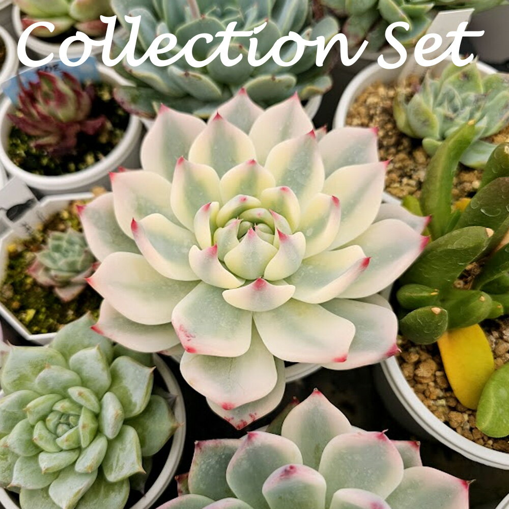 B　コレクションセット　エケベリア　多肉植物　敬老の日　観葉植物　インテリア　グリーン