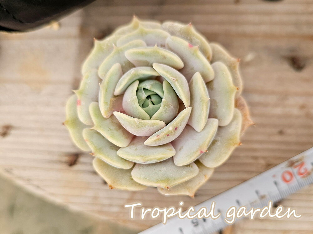 3+1　エケベリア　多肉植物　ローラ　韓国産　観葉植物のサムネイル