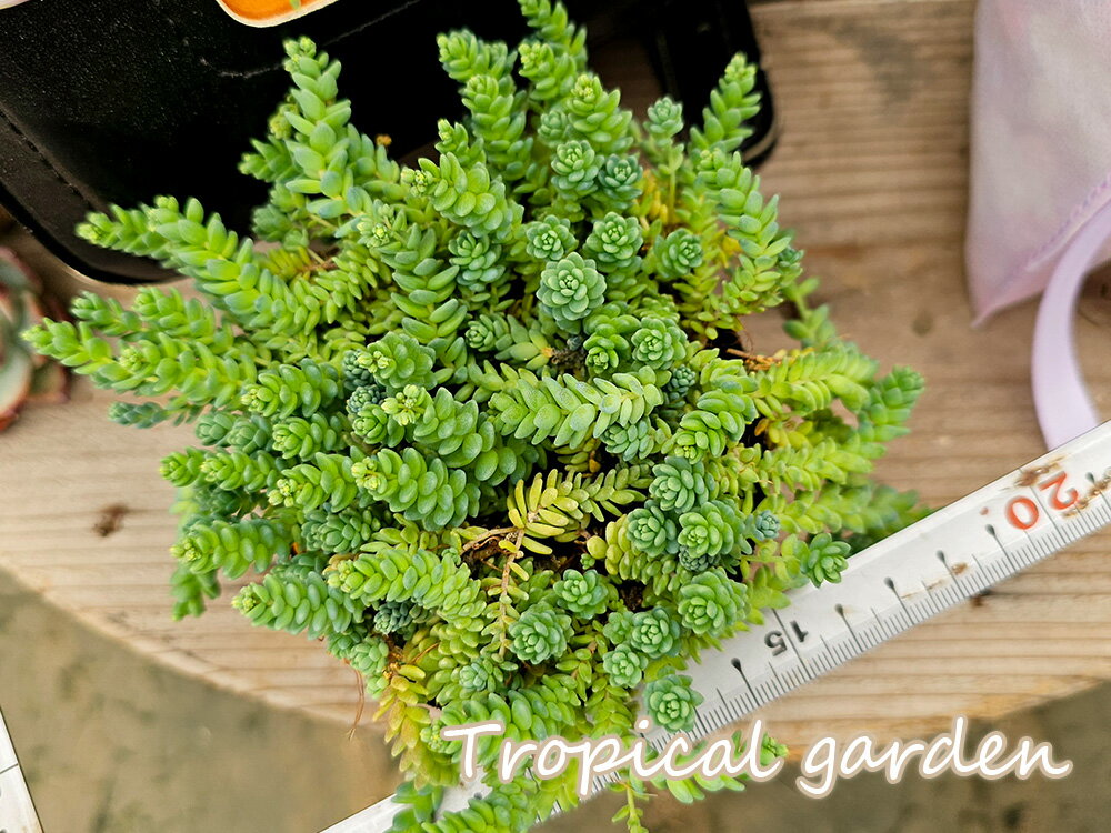 026　3+1　セダム　多肉植物　マジョール　韓国産　観葉植物のサムネイル