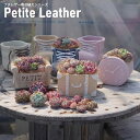 【スクラッチ】母の日 プチレザーシリーズ 寄せ植えキッド 多肉植物 送料無料 おしゃれ 多肉 観葉植物 インテリア 誕生日プレゼント 誕生日 プレゼント ギフト...