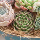 auc-tropical-garden:10007874のサンプル画像3