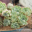 auc-tropical-garden:10007874のサンプル画像2