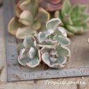 auc-tropical-garden:10007928のサンプル画像2