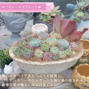 B+札1 ローズレースゴブレット鉢寄せ植えセット 多肉植物 送料無料 おしゃれ 多肉 観葉植物 インテリア 誕生日プレゼント 誕生日 プレゼント ギフト お祝い