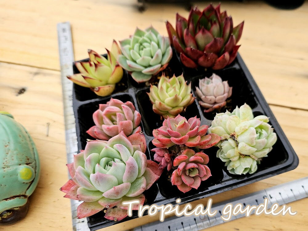 【21-27日全商品ポイント5倍！】寄せ植え用プラグ苗おまかせ9種類セット　エケベリア　多肉植物　観葉植物　ギフト　インテリア　グリーン