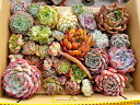 auc-tropical-garden:10005315のサンプル画像3