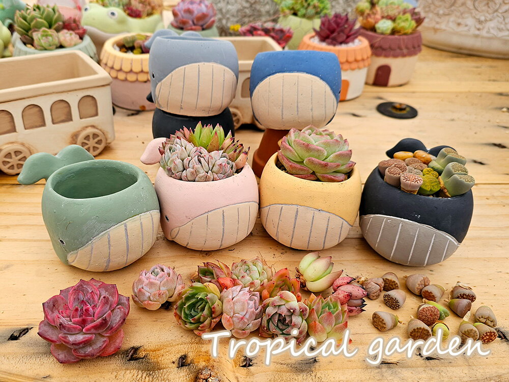 【2セット購入で1セットプレゼント】き寄せ植えセット　リトープス　エケベリア　多肉植物　メセンのサムネイル