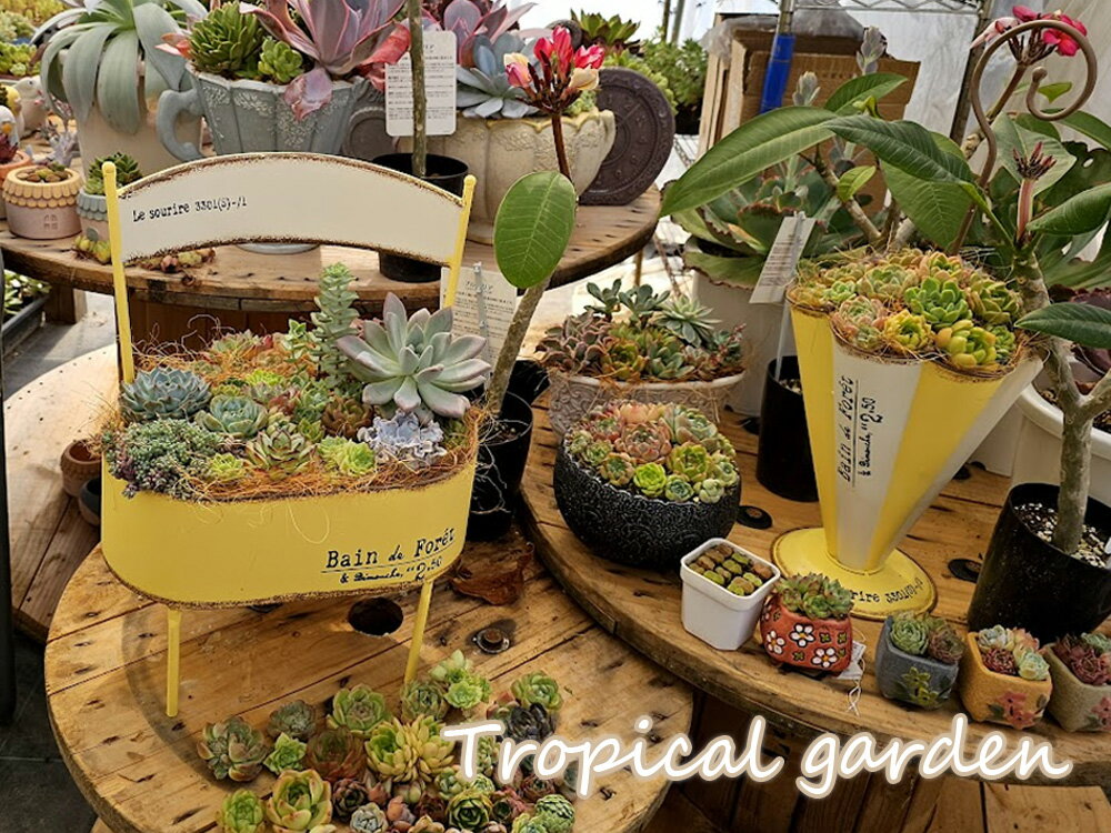 【合言葉をご記入で札苗＋ビンゴカード】ブリキ製カラフルチェア鉢付き　札付き苗3種類＋中サイズエケベリア10コ＋ミニ苗10コセット＋プレミアムミニ苗10コ　寄せ植えセット　多肉植物　エケベリア