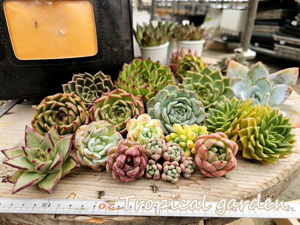 【お買い物マラソン限定！動画視聴者様限定合言葉ご記入でプラス1苗プレゼント】　夏を楽しく乗り切ろう！エケベリア　多肉植物　おまかせ韓国苗3種類セット　観葉植物のサムネイル