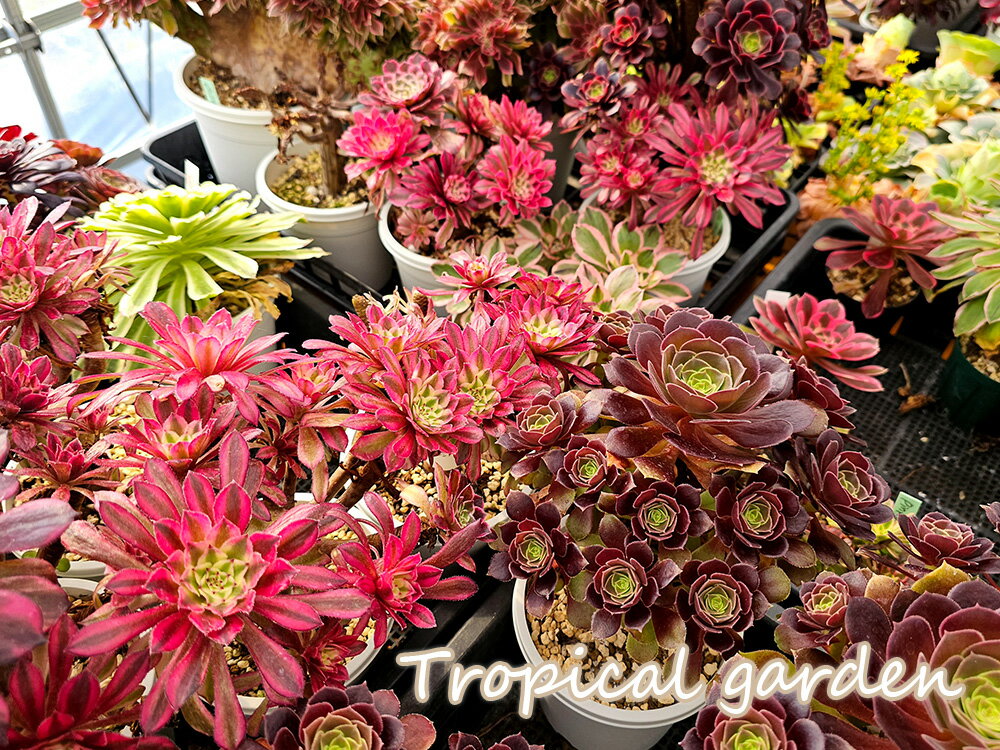 【8/16予約販売開始】アエオニウム超豪華6種類セット　多肉植物　観葉植物　インテリア　グリーン　アエオニウムのサムネイル