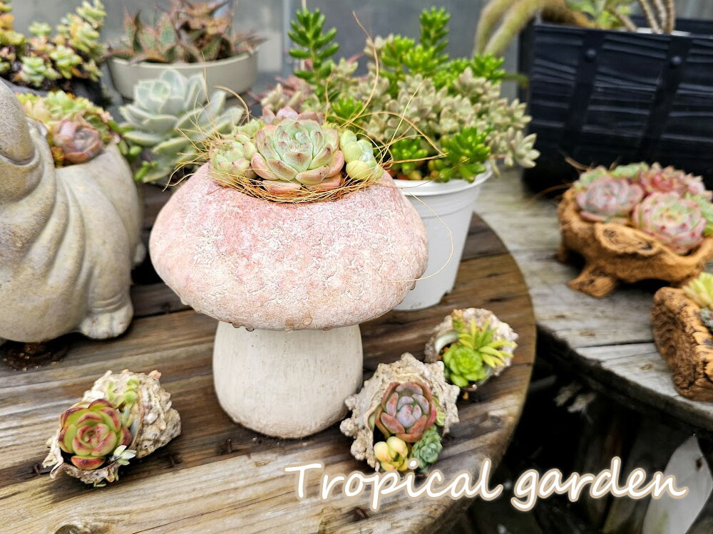 【1－2日間限定】多肉植物　エケベリア　きのこ鉢　インテリア　グリーン　多肉植物　コンパクトのサムネイル
