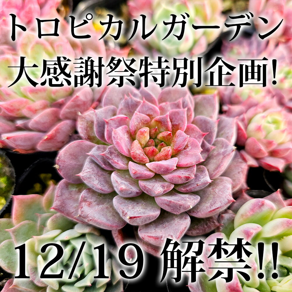 P3＋F3＋S＋鉢　11/17 ネットde秋の感謝祭!　エケベリア　多肉植物　品種名付きおまかせ5種類＋陶器鉢1つ合計6点セット　ギフト　観葉植物　インテリア　グリーンのサムネイル