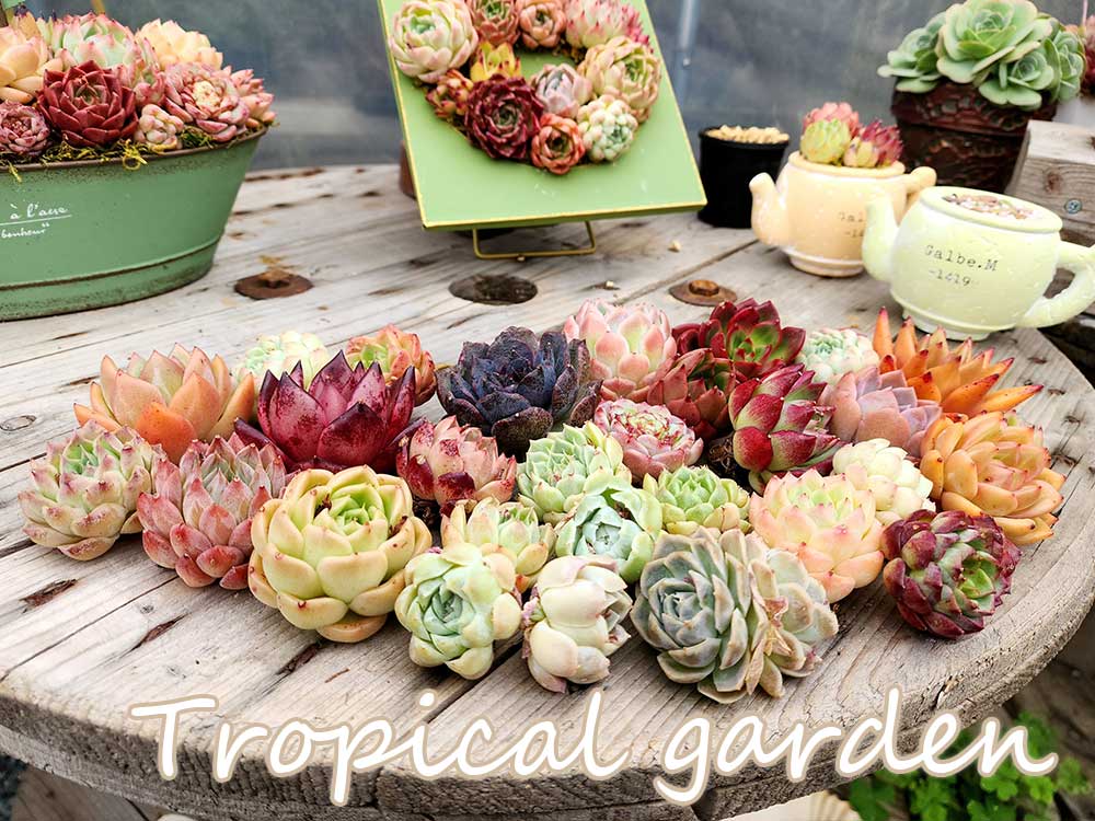 【ポイント5倍】寄せ植え用エケベリア　小15コ・中15コ　合計30苗セット　寄せ植えセット　多肉植物　エケベリアのサムネイル