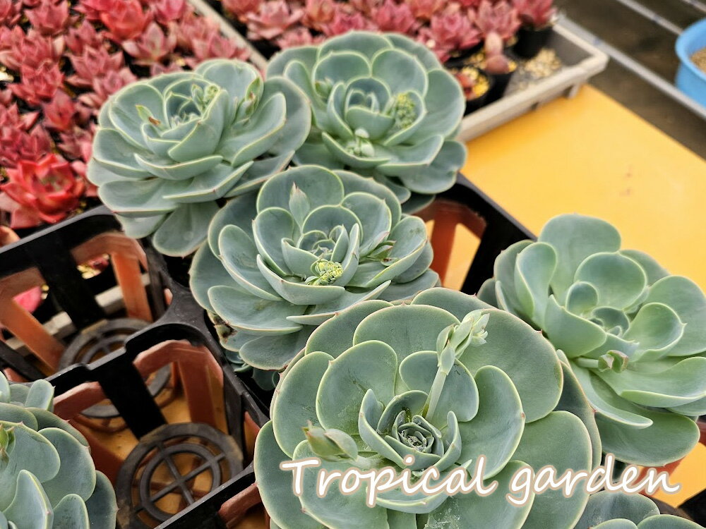 047　3+1　エケベリア　多肉植物　七福神　韓国産　観葉植物のサムネイル