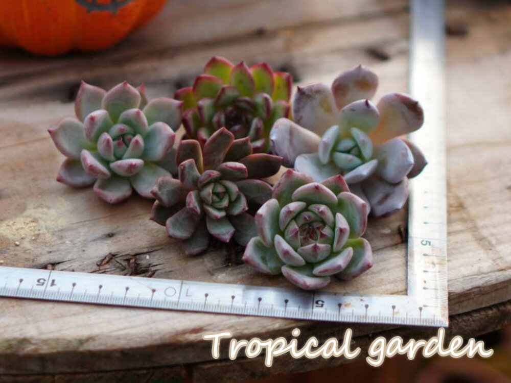 BLACK5+札1+B【21-27日全商品ポイント5倍！】　秋の感謝祭限定販売！ブラックサバス交配5種類セット　エケベリア　多肉植物　韓国苗5種類＋動画視聴者様特典付き　観葉植物　ギフト　インテリア　グリーン