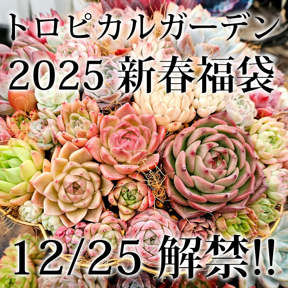【25日限定全商品ポイント10倍】2023福袋　豪華スペシャル8苗セット+限定コースター3種類　福袋　エケベリア　多肉植物　エケベリア　観葉植物　ギフトのサムネイル