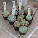 【1等最大100%ポイントバック】【超目玉品】1.5号ポット苗ランダム10ポットセット 韓国産 観葉植物 エケベリア 多肉植物