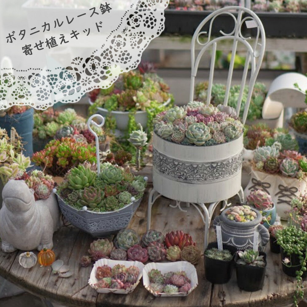 Bingo【19－23日ポイント10倍！2222円OFFクーポン配布】母の日　ボタニカルレース鉢寄せ植えキッド　多肉植物 送料無料 おしゃれ 多肉 観葉植物 インテリア 誕生日プレゼント 誕生日 プレゼント ギフト お祝い