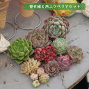 母の日 寄せ植え用エケベリアセット