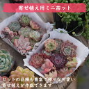 auc-tropical-garden:10003299のサンプル画像3