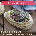auc-tropical-garden:10003299のサンプル画像2