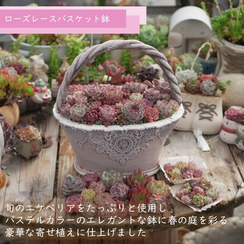 母の日　ローズレースバスケット鉢寄せ植えキッド　多肉植物 送料無料 おしゃれ 多肉 観葉植物 インテリア 誕生日プレゼント 誕生日 プレゼント ギフト お祝いのサムネイル
