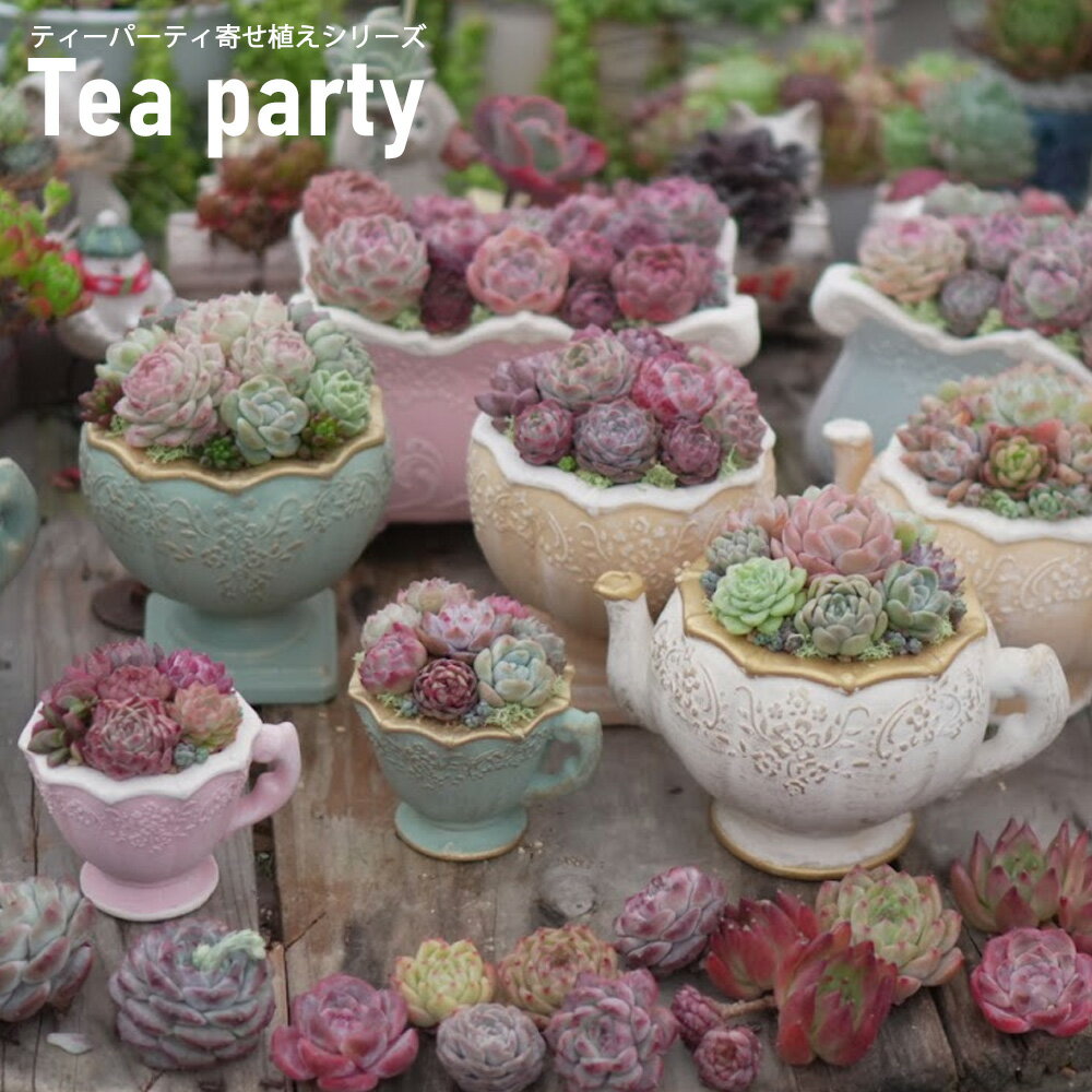 ス【大人気アイボリーシリーズ再販売】ティーパーティーシリーズ寄せ植えキッド 多肉植物 観葉植物
