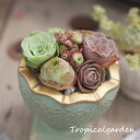 auc-tropical-garden:10007947のサンプル画像1
