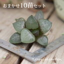 夏の福袋第4弾 絶品ハオルチアおまかせ10苗セット 多肉植物 エケベリア