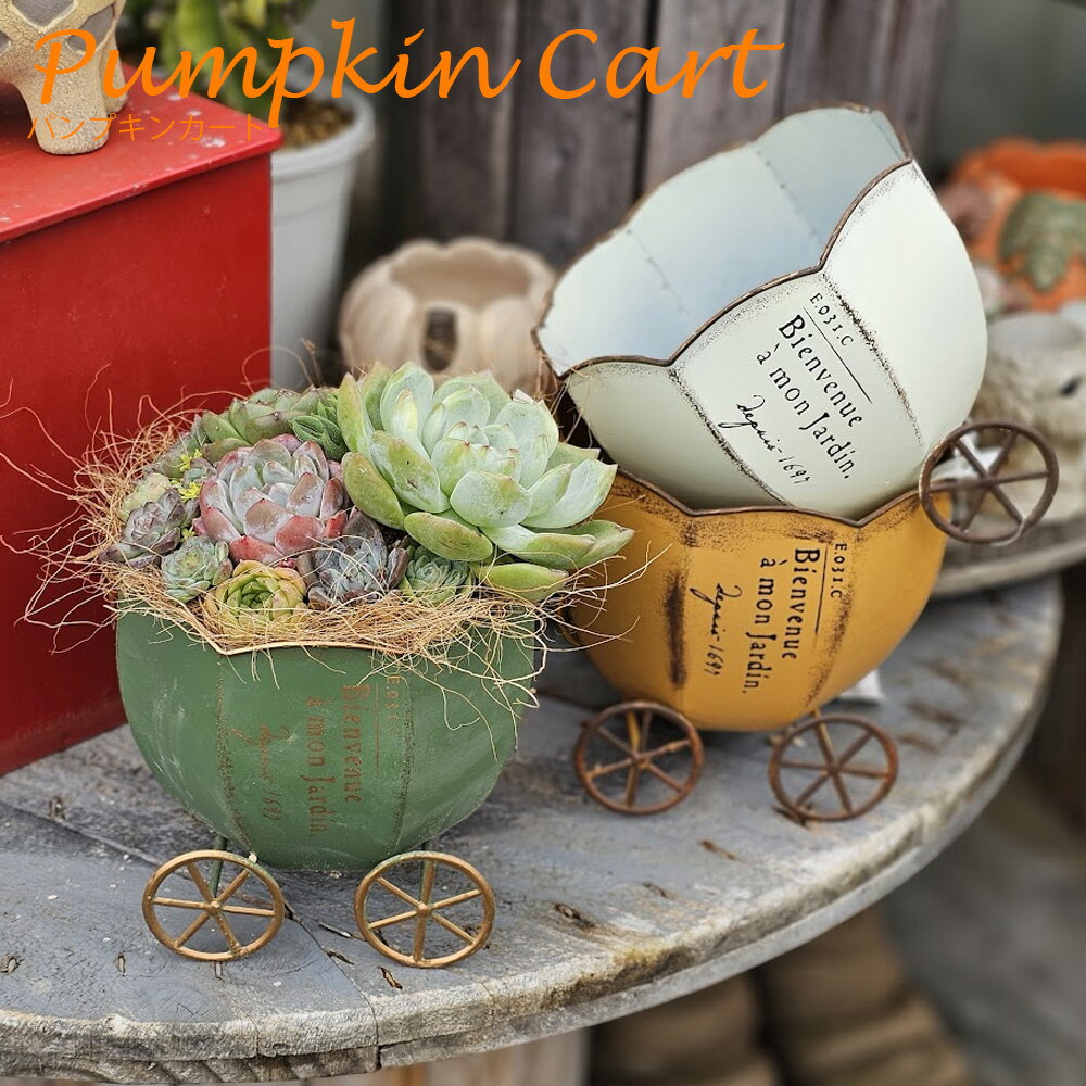 B+札　新パンプキンカート　持ち手無タイプ　多肉植物 おしゃれ 多肉 観葉植物 インテリア 誕生日プレゼント 誕生日 プレゼント ギフト お祝い