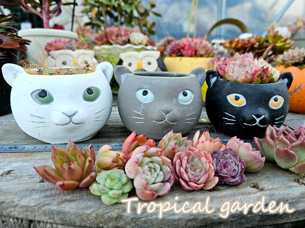 選べる寄せ植えセット　モルタル製ネコちゃん鉢付き　リトープス　エケベリア　多肉植物　メセンのサムネイル