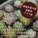 【超目玉品】【9-16日全商品ポイント10倍‼】寄せ植え用プラグ苗おまかせ9種類セット エケベリア 多肉植物 観葉植物 ギフト インテリア グリーン