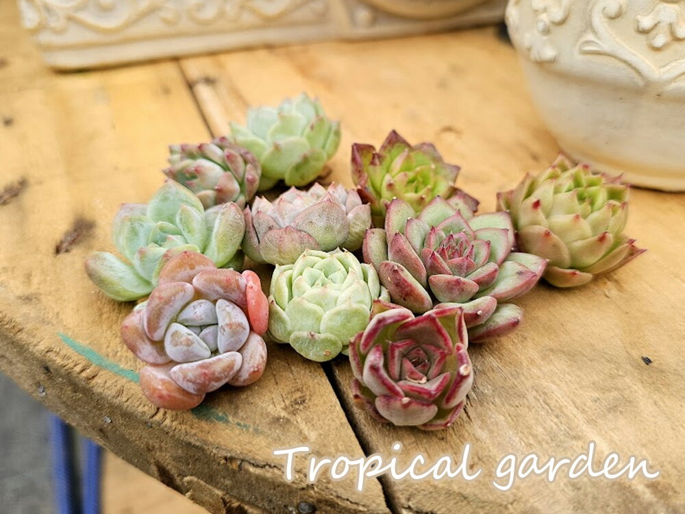 140 　3＋1　プレミアムミニ苗セット　エケベリア　お任せ9苗　インテリア　グリーン　多肉植物　コンパクト