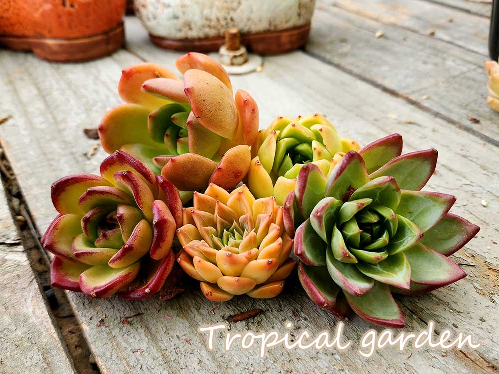 【公式ラインお友達追加でプラス1苗プレゼント】寄せ植え　エケベリア5種類　寄せ植えセット　多肉植物　エケベリアのサムネイル